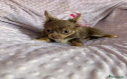 Chihuahua perros en venta: Chihuahua toy pelo largo lilac - Imagen 3