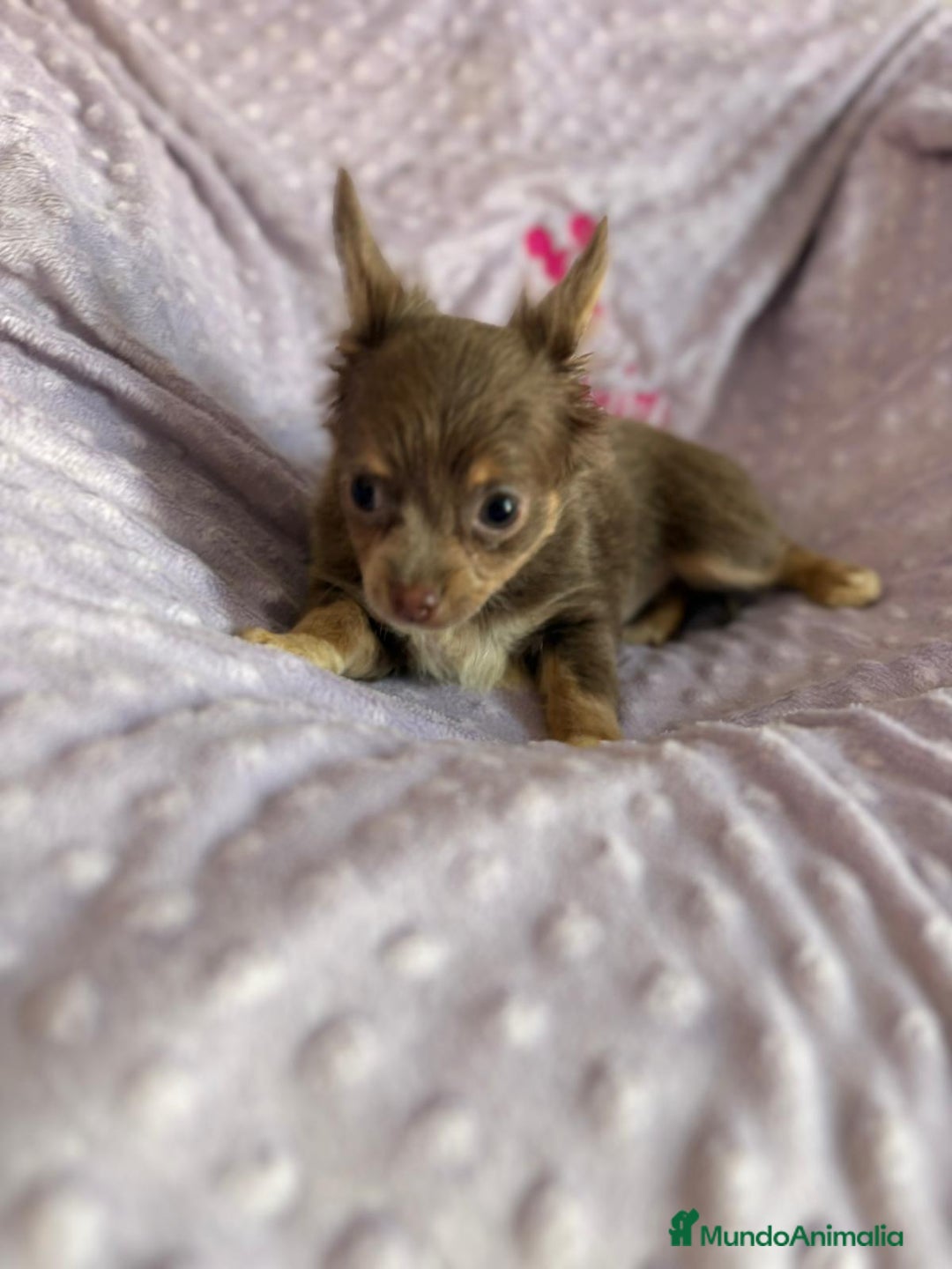 Chihuahua perros en venta: Chihuahua toy pelo largo lilac - Imagen 3