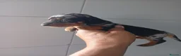 Teckel perros en venta: Hembra de teckel kanichen arlekin plata  - Anuncio 3