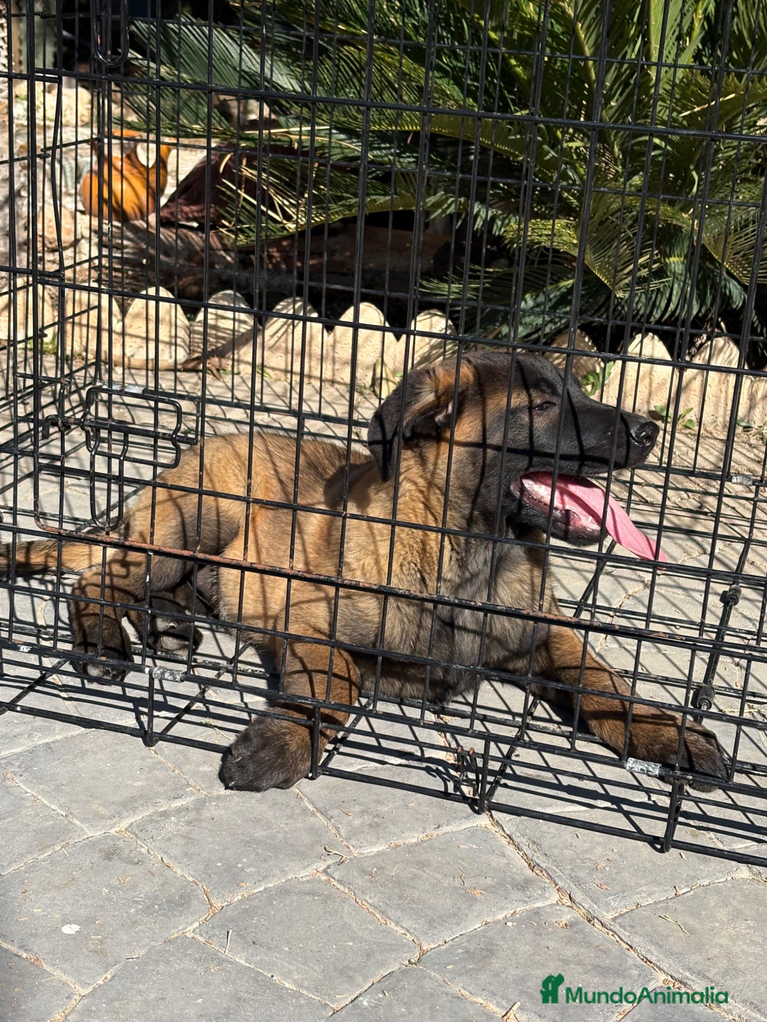 Pastor Belga Malinois perros Disponible macho opción a pedigree - Anuncio 1