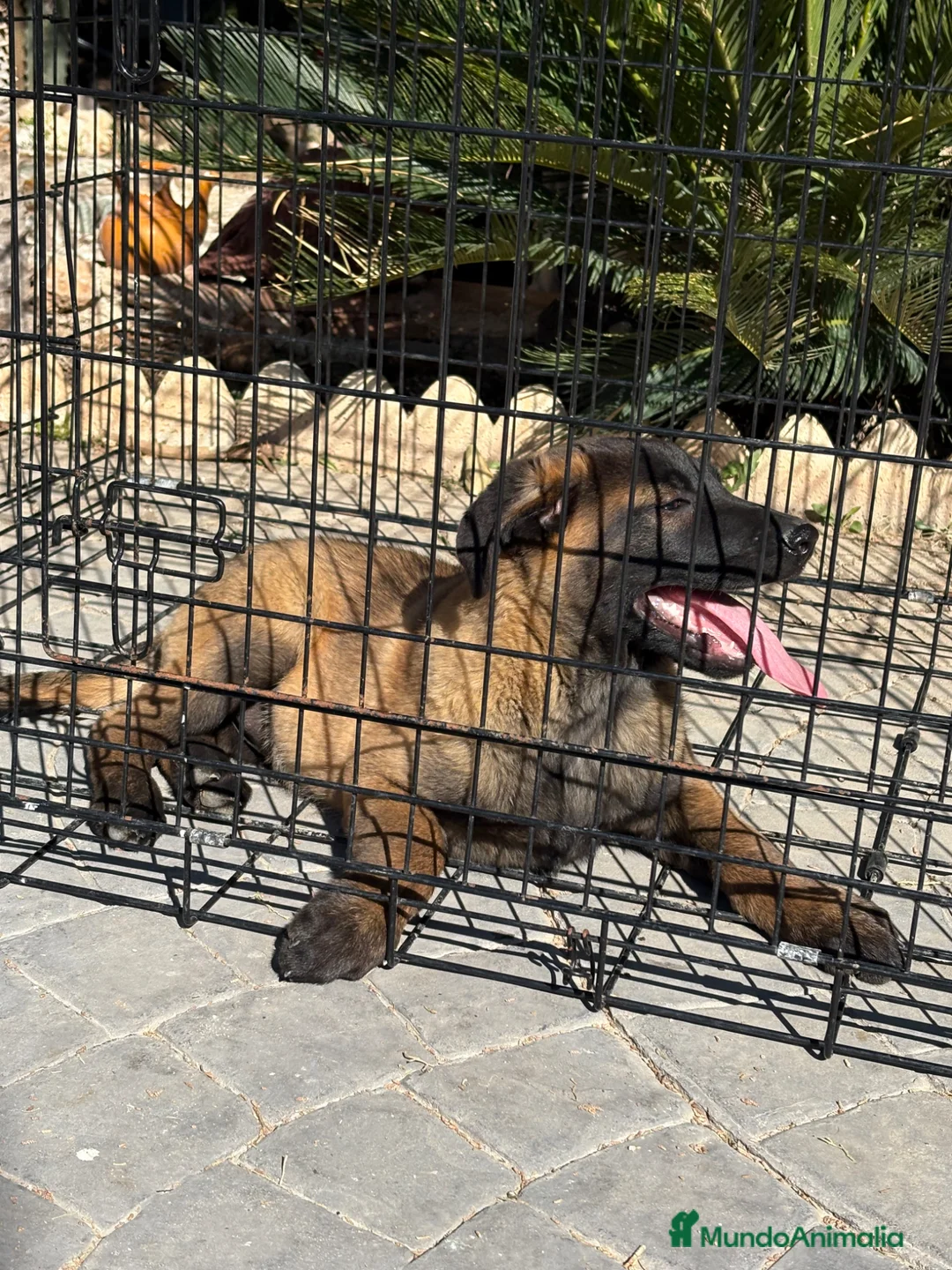 Pastor Belga Malinois perros en venta: Disponible macho opción a pedigree - Anuncio 1