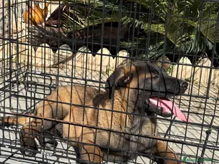 Pastor Belga Malinois perros Disponible macho opción a pedigree - Anuncio 1