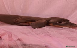 Teckel Miniatura perros en venta: Teckel chocolate kanichen hembra  - Anuncio 8