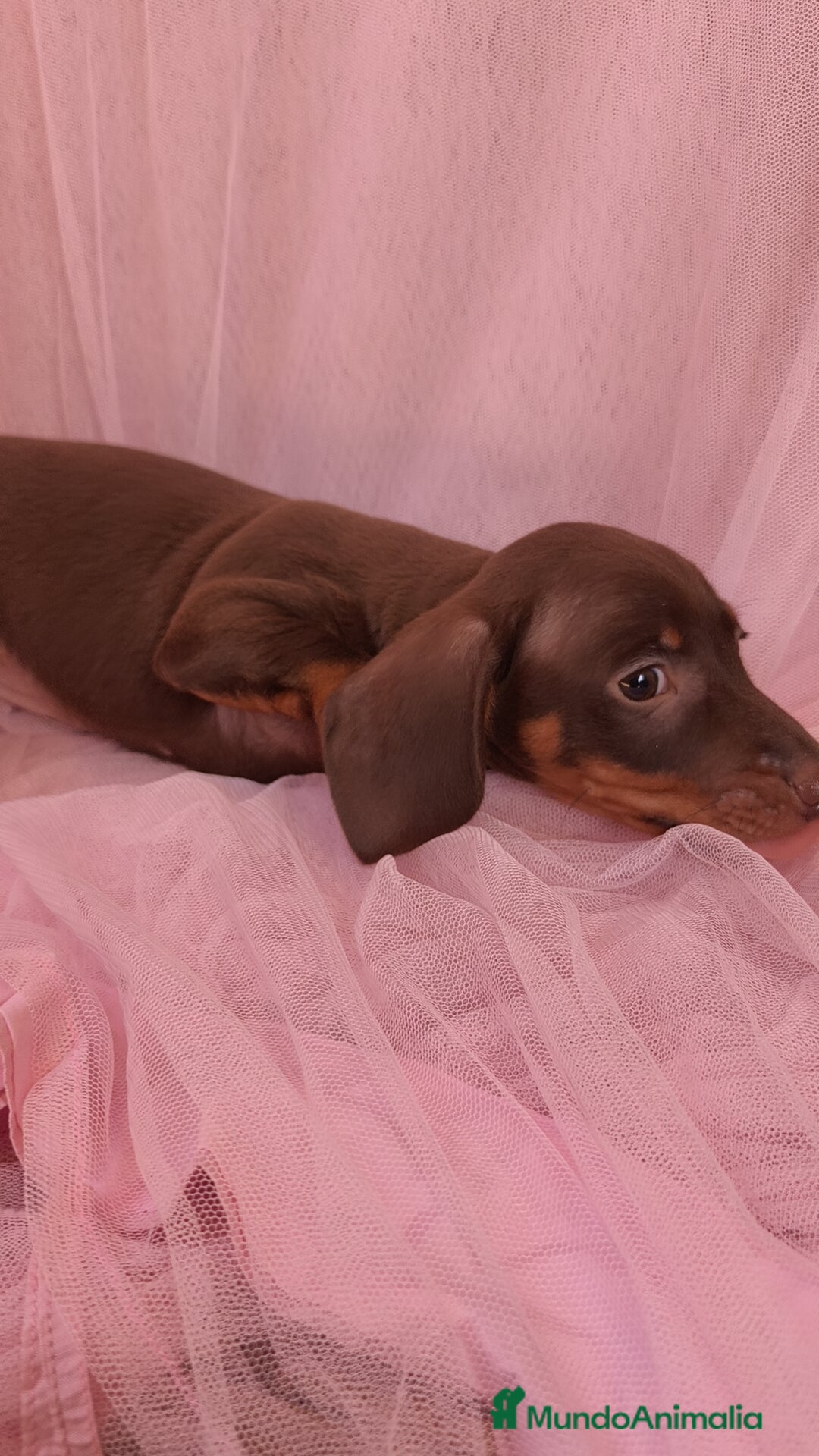 Teckel Miniatura perros en venta: Teckel chocolate kanichen hembra  - Anuncio 8