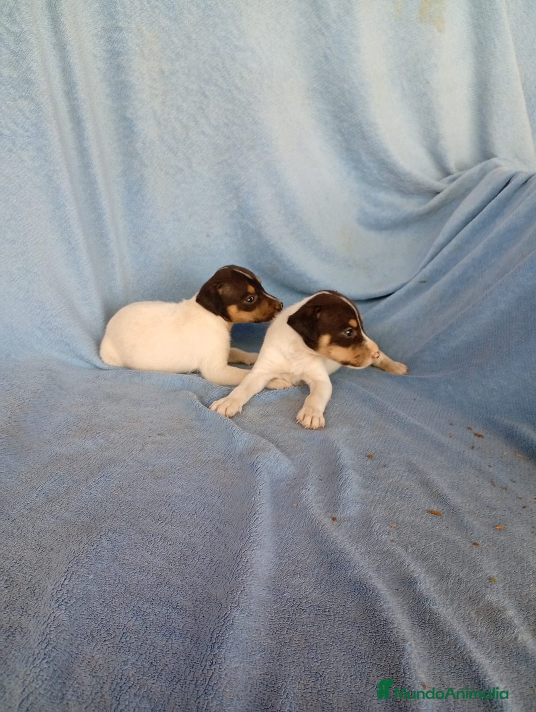 Ratonero Bodeguero Andaluz perros en venta: Bodeguero andaluz  - Imagen 1