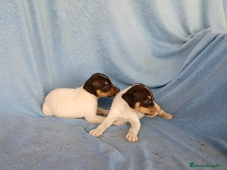 Ratonero Bodeguero Andaluz perros - Anuncio 2
