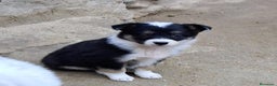 Border Collie perros en venta: Boder collie Getafe  - Anuncio 3