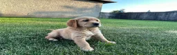 Golden Retriever perros en venta: GOLDEN RETRIEVER - Anuncio 3