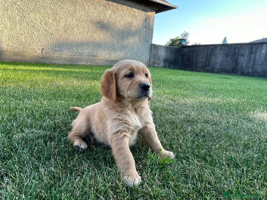 Golden Retriever perros en venta: GOLDEN RETRIEVER - Anuncio 3