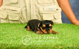 Yorkshire Terrier perros en venta: Macho yorkshire disponible - Imagen 4