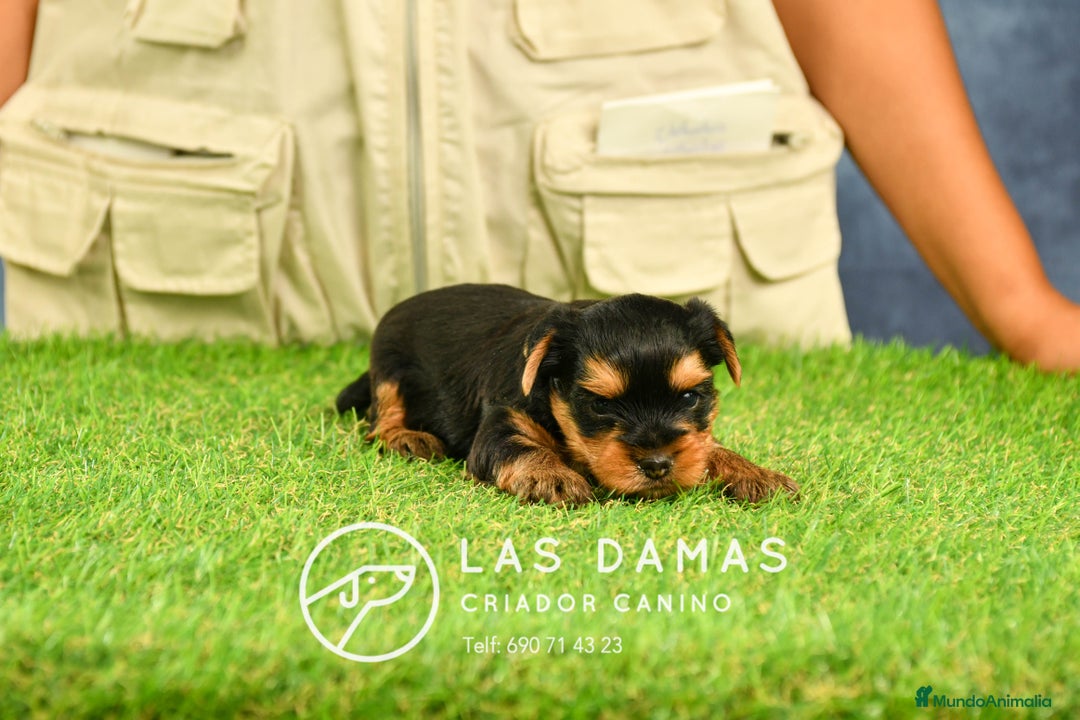 Yorkshire Terrier perros en venta: Macho yorkshire disponible - Imagen 4