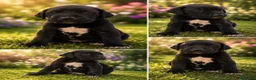 Dogo Alemán perros en venta: Dogo alemán / gran danés  - Anuncio 4