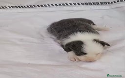 Border Collie perros en venta: Border collie hembras merle - Imagen 13
