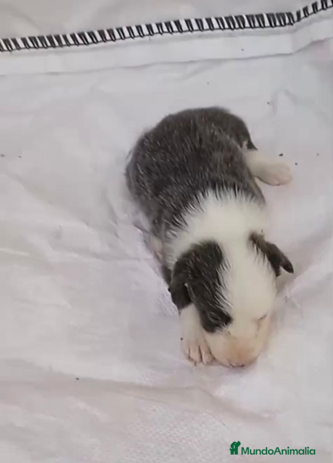 Border Collie perros en venta: Border collie hembras merle - Imagen 13