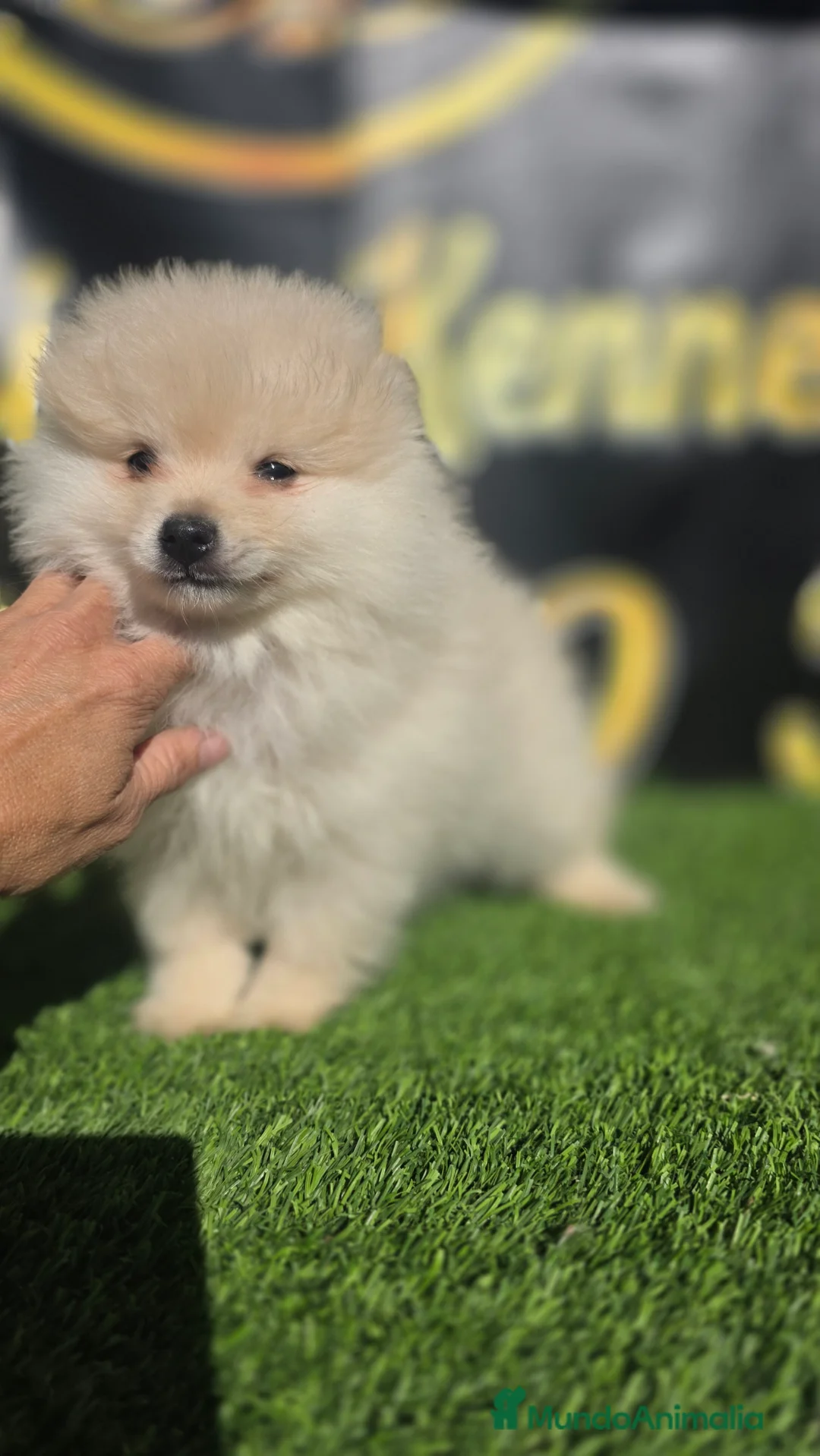 Pomerania perros en venta: Pomerania minis y toy  - Anuncio 1