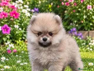 Pomerania perros Pomerania de Lulú - Anuncio 2