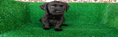 Labrador Retriever 5
