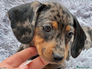Teckel Miniatura perros en Barcelona - Anuncio 19