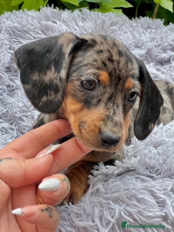 Teckel Miniatura perros en Barcelona - Anuncio 19