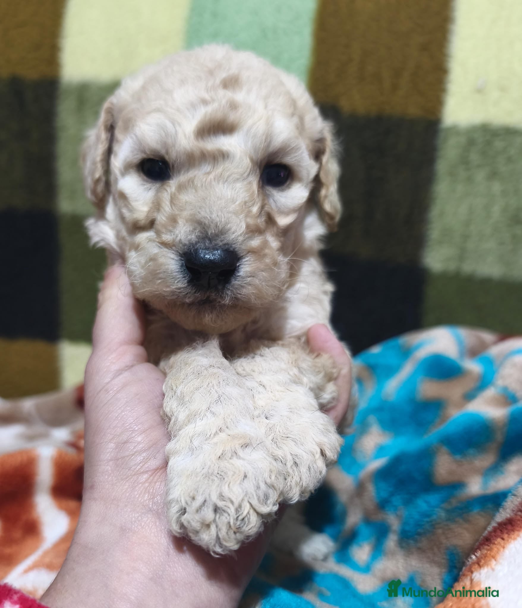 Caniche Gigante perros Caniche gigante hembra Apricot  - Anuncio 2