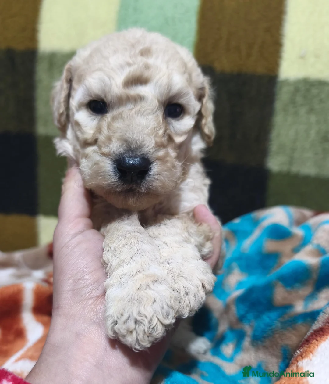 Caniche Gigante perros en venta: Caniche gigante hembra Apricot  - Anuncio 2