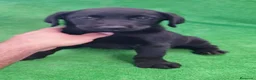 Labrador Retriever perros en venta: Labrador Retriever  - Anuncio 2