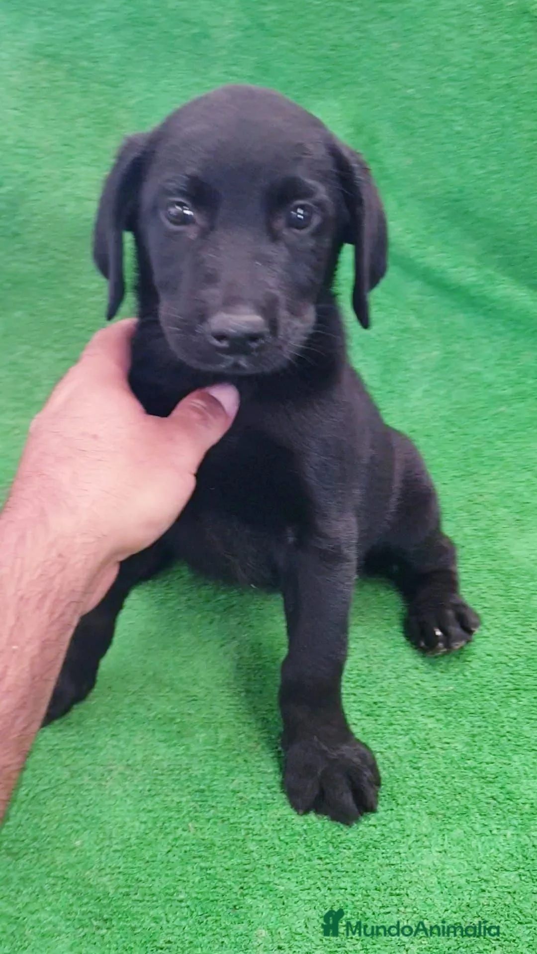 Labrador Retriever perros en venta: Labrador Retriever  - Anuncio 2