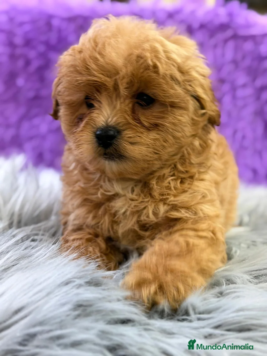 Maltipoo perros en venta: MALTIPOO APRICOT - Anuncio 2
