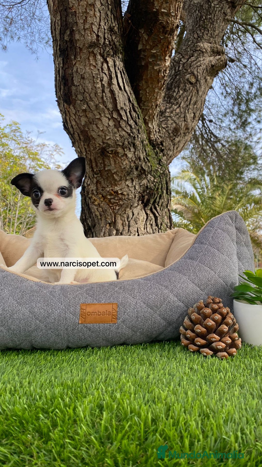 Chihuahua perros en venta: CHIHUAHUA MACHO - Imagen 2