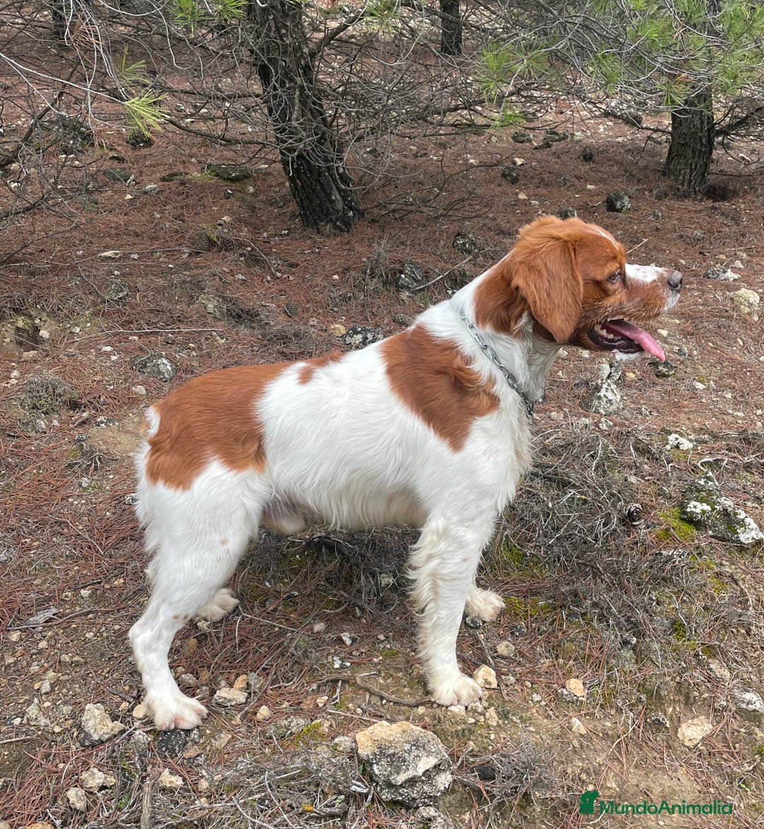 Épagneul Breton perros en venta: Epagneul Bretón  - Anuncio 3