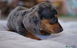 Teckel Miniatura perros en venta: 🐾 Rafaela y Molly – Teckel miniatura merlé🌌 - Imagen 8