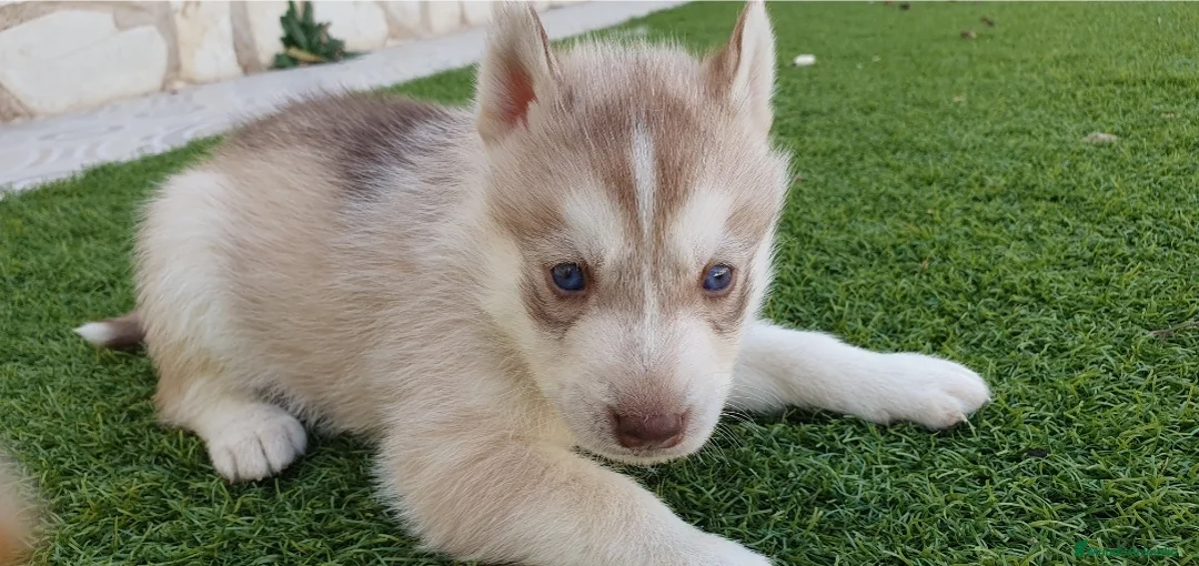Husky Siberiano perros en venta: Husky rojos y chocolate - Anuncio 4