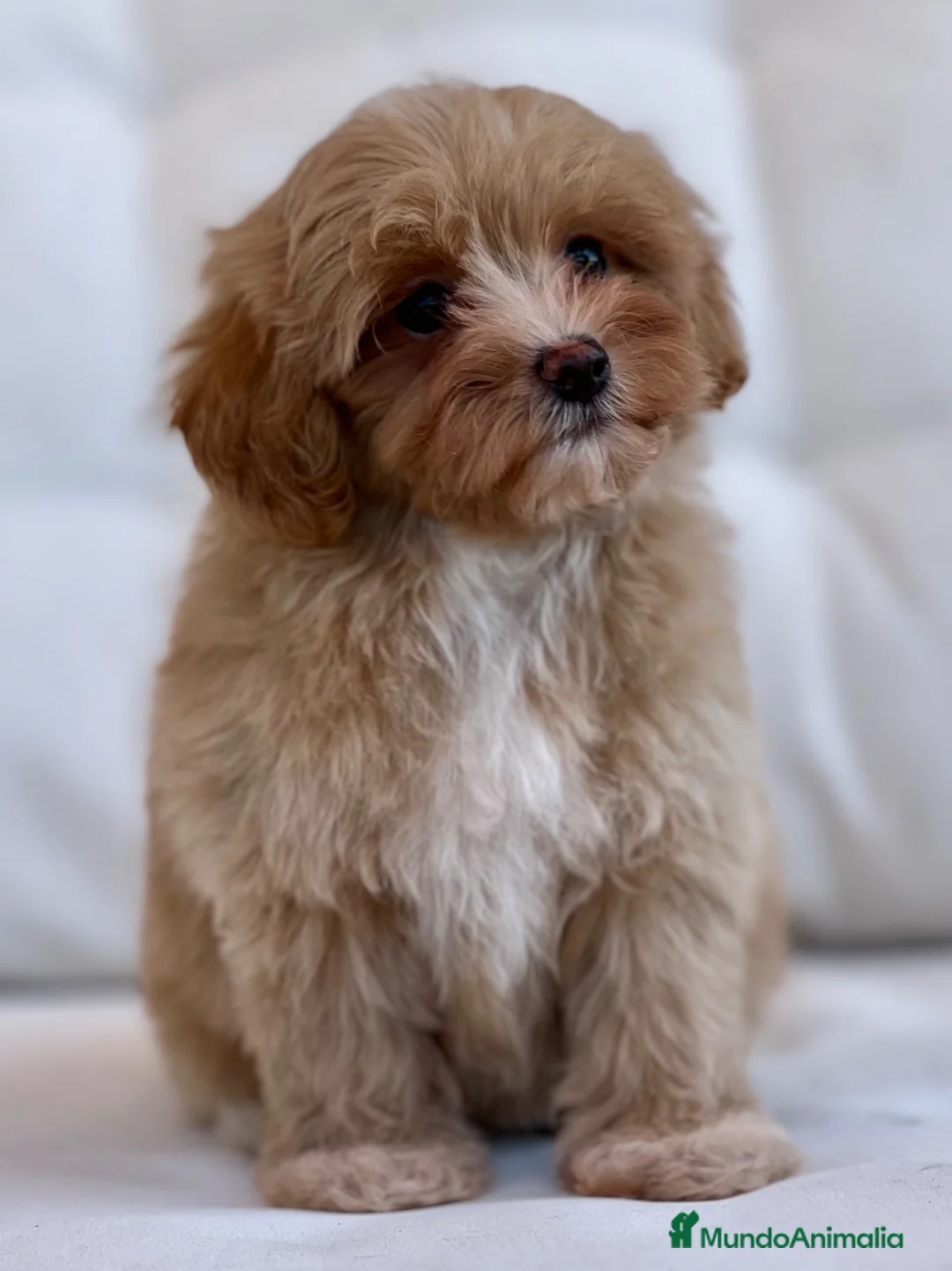 Maltipoo perros en venta: ESPECTACULAR OSITA DE MALTIPOO TOY - Anuncio 1