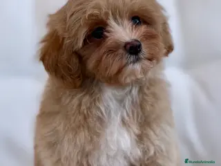 Maltipoo perros ESPECTACULAR OSITA DE MALTIPOO TOY - Anuncio 2