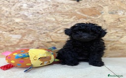 Caniche Toy perros en venta: Caniches toy - Imagen 4