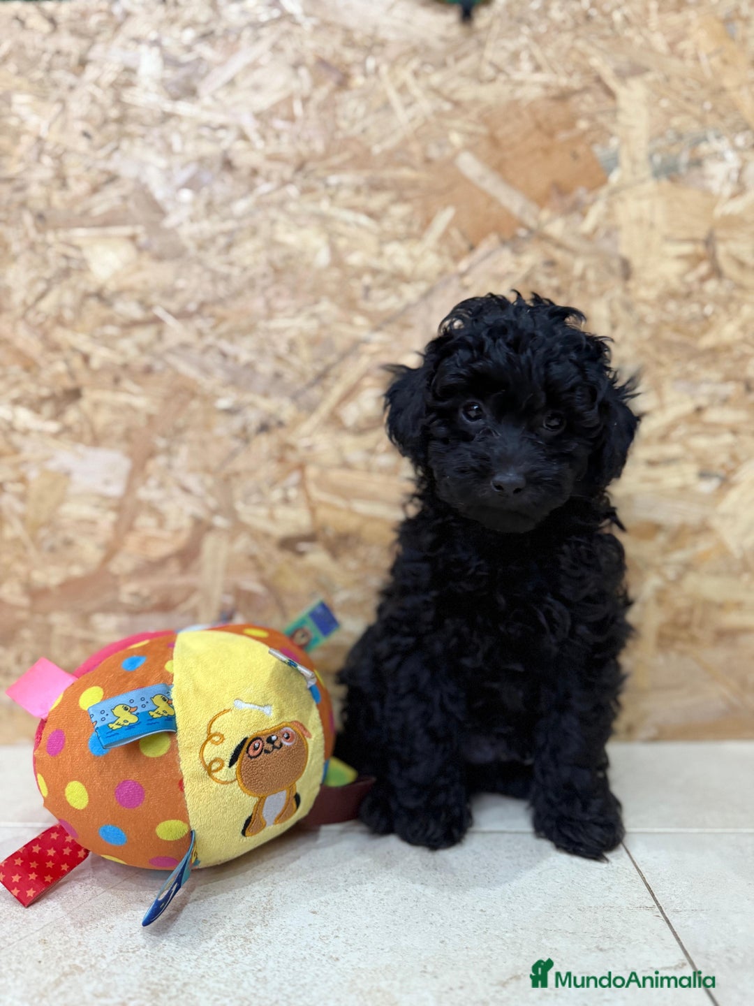 Caniche Toy perros en venta: Caniches toy - Imagen 4