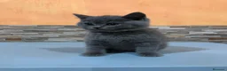 Británico de Pelo Corto gatos en venta: British shorthair  - Anuncio 4