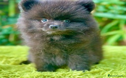 Pomerania perros en venta: Pomerania toy cara de oso  - Imagen 4