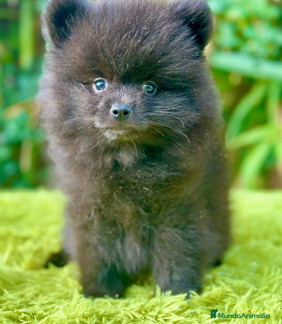 Pomerania perros en venta: Pomerania toy cara de oso  - Imagen 4