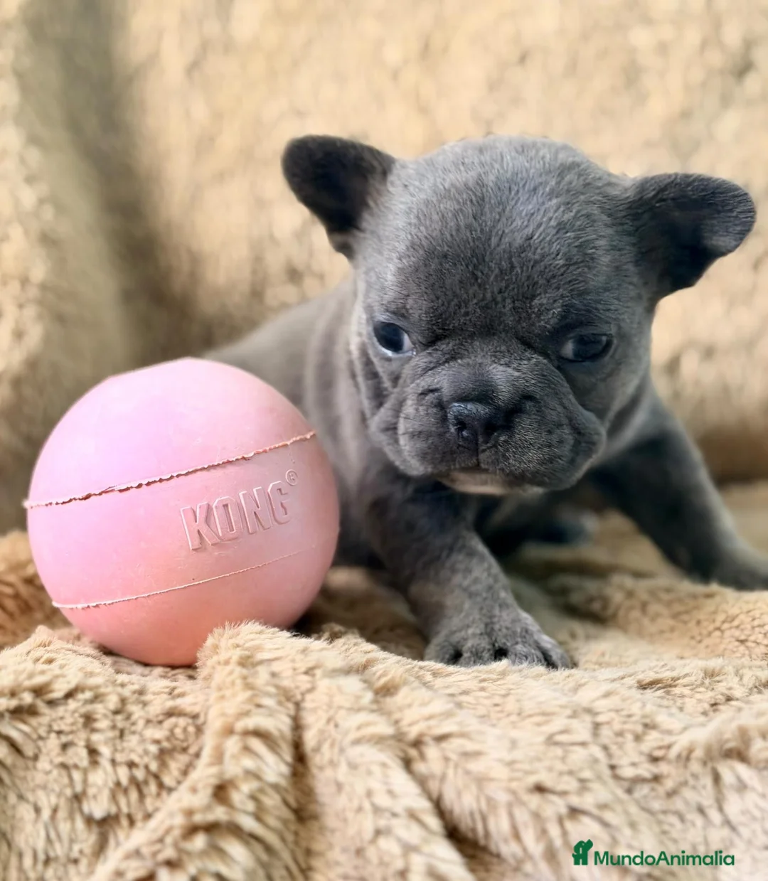 Bulldog Francés perros en venta: BULLDOG FRANCÉS HEMBRA BLUE - Anuncio 4