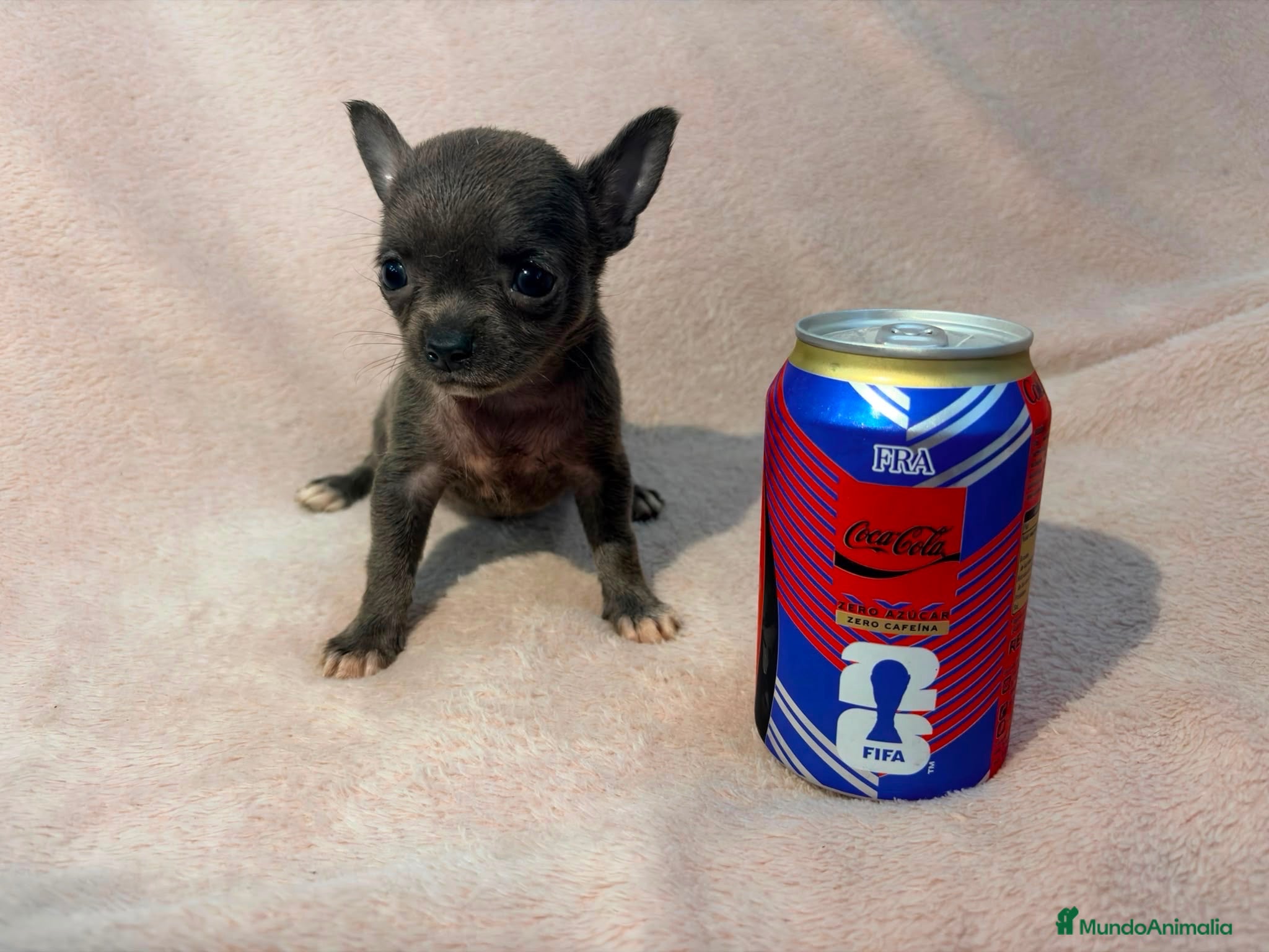 Chihuahua perros Chihuahua - Anuncio 14