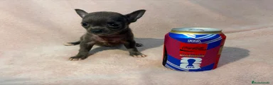 Chihuahua 5