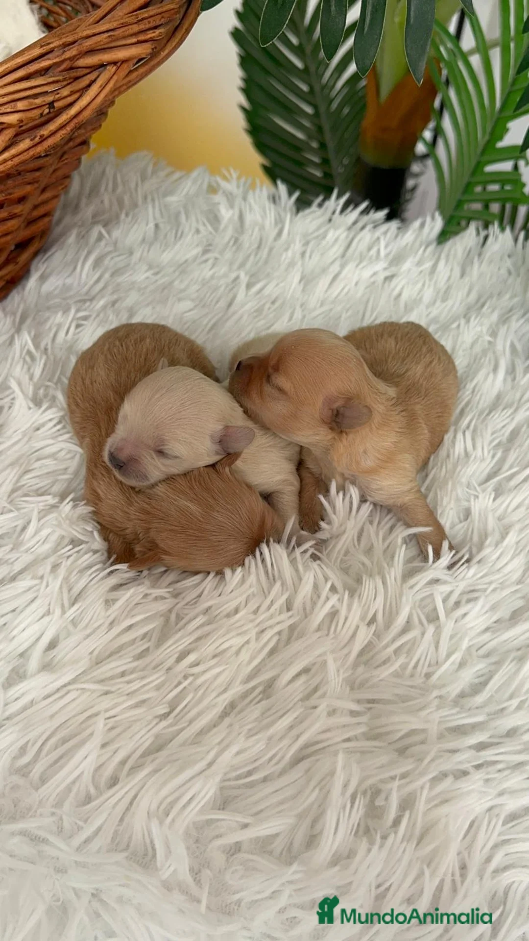 Maltipoo perros en venta: MALTIPOO TOY - Anuncio 2