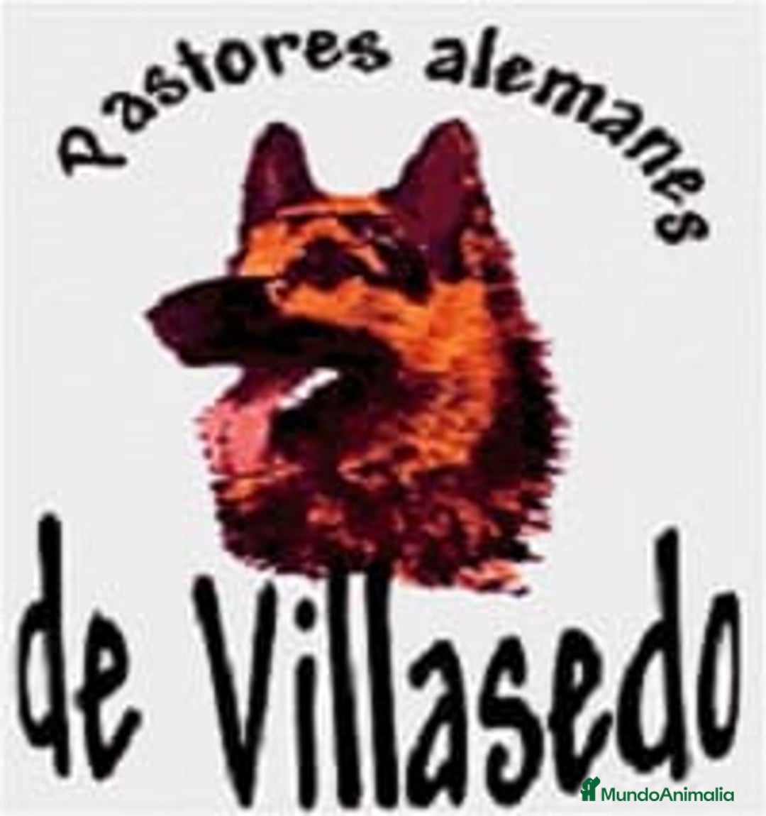 Pastor Alemán perros en venta: Pastores alemanes de trabajo  - Anuncio 7