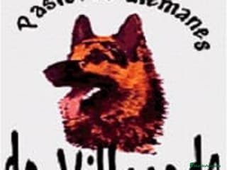 Pastor Alemán perros Pastores alemanes de trabajo - Anuncio 8