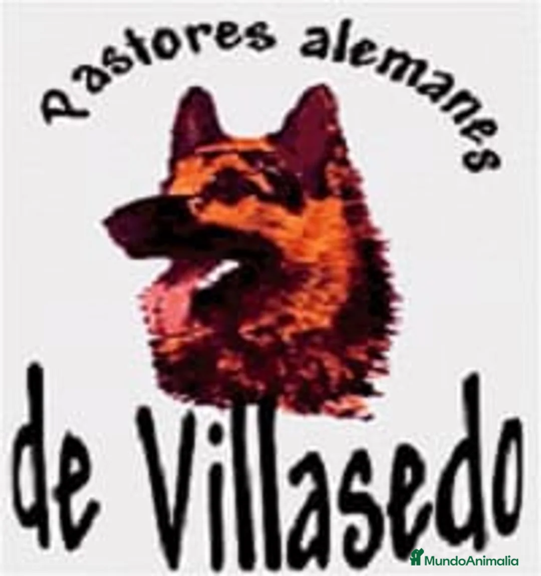 Pastor Alemán perros en venta: Pastores alemanes de trabajo  - Anuncio 1