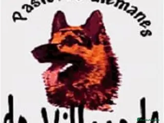 Pastor Alemán perros Pastores alemanes de trabajo - Anuncio 1