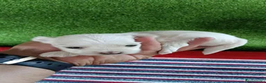 Bichón Maltés 3