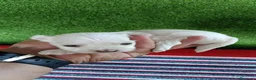 Bichón Maltés perros en venta: Camada de bichon maltés toy línea koreana  - Anuncio 3