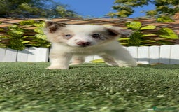 Border Collie perros en venta: BORDER COLLIE - Anuncio 27